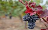 中、东欧有哪些本土葡萄品种值得一试？