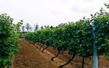 意大利有哪些值得一游的葡萄酒产区？