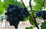 希腊11种重要的红葡萄品种
