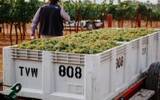 2021年加州酿酒葡萄产量约360万吨