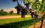 西班牙：风情万种葡萄酒之旅