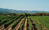 意大利奥纳雅酒庄开始2020年葡萄采收工作