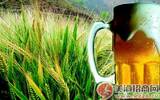 为什么啤酒厂不酿造纯麦芽纯生啤酒？